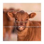 Galvanized/PVC Coated Barbed Wire Mesh for Protection of Grassland Boundary on