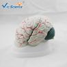 Buy cheap Advance Medical Human Brain Anatomy 3d Model For Teaching VIC-304A from wholesalers