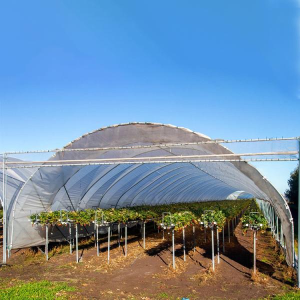Buy cheap High Yield Plastic Film Agricultural Greenhouse Grown Strawberries Rain Shelter from wholesalers