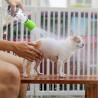 Buy cheap Portable Pet Dog Shower Head Outdoor Water Sprayer Pet Bathing Tools Water tube Dog Paw Cleaner Silicone Pet Dog Shower Head from wholesalers