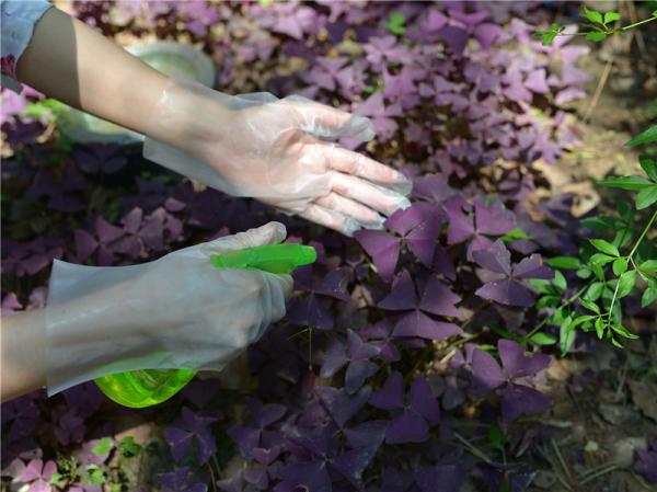 Buy cheap Latex Protein Free TPE Disposable Gloves For Electronic Assembly from wholesalers