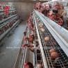Buy cheap Layer Farming Use 2 Tier Battery Cage Poultry House Hot Dip Galvanized Sandy from wholesalers
