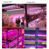 Buy cheap IP65 18W 30W 36W T8 LED Grow Tube Light SMD2835 Blue and Red Custom Spectrum Light LED Commercial Grow Light Ppe 2.1μmol/J from wholesalers