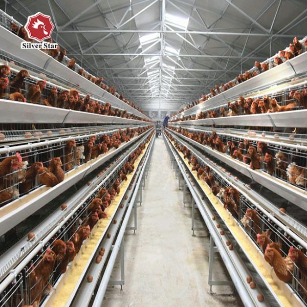Buy cheap 43*41*41 Cm Per Cell Layer Chicken Steel Cage 4 Birds Per Cell from wholesalers