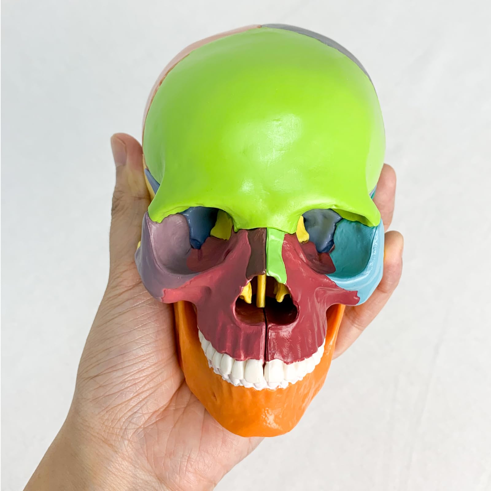 Verisimilitude Accurate Color Flexible Medical Dental Clinic Teaching Equipment 15 Pieces Exploded Head Bone Model