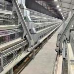 Hot-Galvanized Battery Cage Farming Equipment For Egg Layers With Automatic