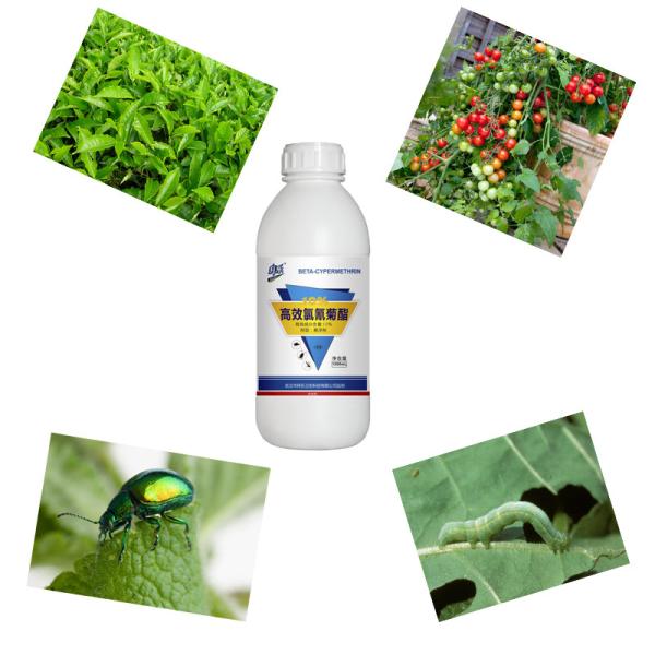 Buy cheap Agrochemical 10% Beta SC Cypermethrin Insecticide Products Spray For Vegetables from wholesalers