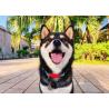 Buy cheap XS Sunrise Polyester Dog Collar Accessories HiDREAM Profusion Martingale from wholesalers