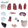Buy cheap Eco - Friendly 26cm Human Body Torso Model 15 Parts Toy Model from wholesalers