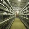 Buy cheap Automatic Cage For Chicks , 264 Birds Capacity Layer Poultry Farm Cage from wholesalers