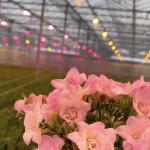 Large Glass Greenhouse Shelter for Sustainable Growth US 20/Square Meter Large