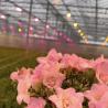 Buy cheap Customization Steel Structure Origin Glass Greenhouse Hydroponics System for Flowers from wholesalers