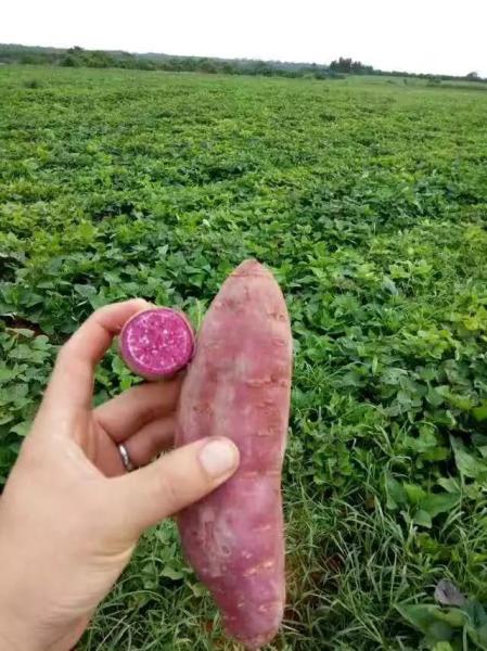 Buy cheap IQF Frozen Purple Sweet Potato, random cut from wholesalers