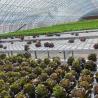 Buy cheap Shipping Cost and Estimated Delivery Time for Commercial Hydroponic Seeding Greenhouse from wholesalers
