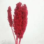 Factory Price Dry Flower Preserved Broomcorn Dry Sorghum For Decoration