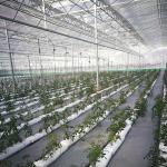 Saw Tooth Roof Vents Span Plastic Film Greenhouse For Tropical Climate