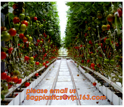 Polyethylene Commercial Tunnel Greenhouse Film for Tomato Planting 200micron,Tomato Growth Plant Tomato Film,film coveri