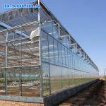 Wind Resistant Prefabricated Multi Span Greenhouse Venlo Type Greenhouse