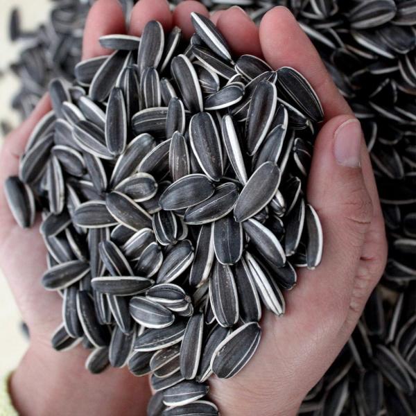 Buy cheap Upgrade Your B2B Game with Sunflower Seeds 3668 from wholesalers