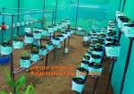 cultivating bags, 100% biodegradable various Wholesale Poly Black Square Garden