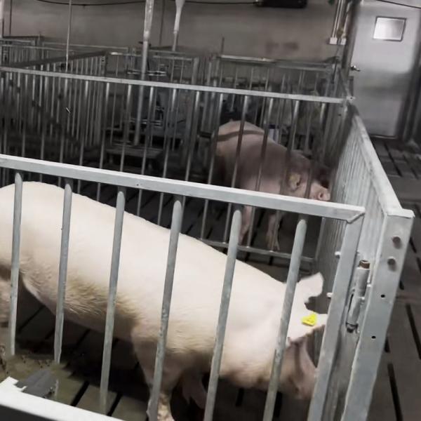 Buy cheap Individual Cage Livestock Farm Equipment Hot Dip Galvanized Steel Boar Pen from wholesalers