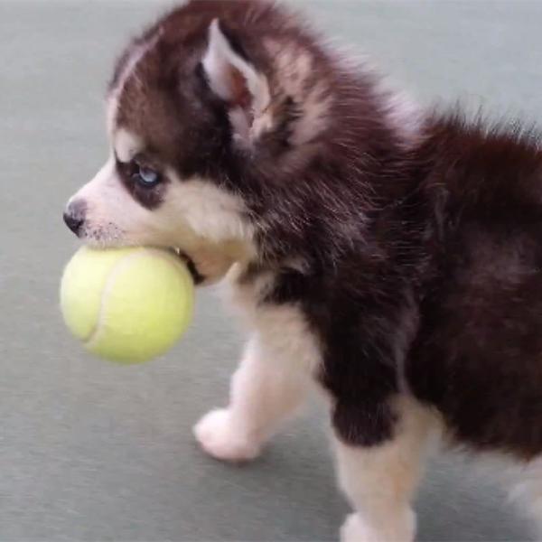 Buy cheap pet playing ball from wholesalers