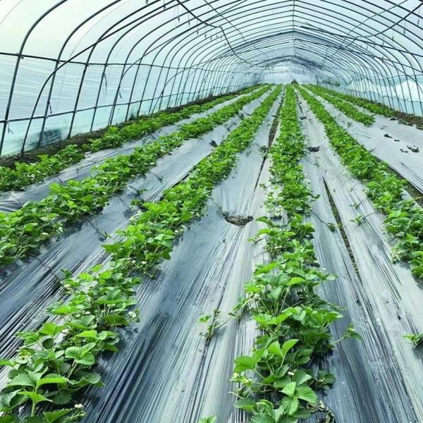 Buy cheap Commercial Greenhouse Single Span Tunnel Film Greenhouse with 30 Days Return Guarantee from wholesalers