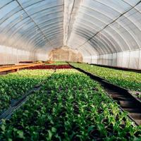 Buy cheap Roofing Shape Arched Roof Multi-Span Greenhouse for Temperature Controlled product