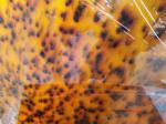 3mm Thickness Tortoise Shell Plate Color Acrylic Sheet For Storage Decorative