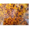 Buy cheap 3mm Thickness Tortoise Shell Plate Color Acrylic Sheet For Storage Decorative Box from wholesalers