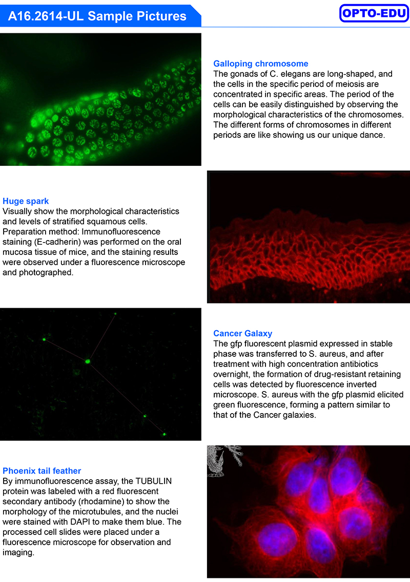 OPTO-EDU A16.2614-UL China Supplier High Brightness Inverted Ultra LED Fluorescent Microscope Price