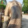 Buy cheap 7M Dino Animatronic Realistic Tricratops Large Outdoor Dinosaur with Tail move from wholesalers