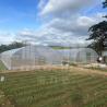 Buy cheap High-Performance PE Film Tunnel Greenhouse for Agricultural Projects from wholesalers