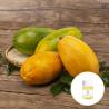 Buy cheap Distillation 100% Pure Papaya Oil Body Whitening Breast Enlargement from wholesalers