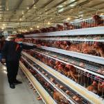Automatic Egg Laying Chicken Cages Hot Galvanized With Battery Cage Farming