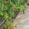 Buy cheap Arched Roof Sunlight Greenhouse for Vegetable Production Seeding US 20/Square Meter from wholesalers