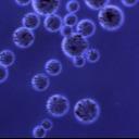 Buy cheap Agrose Protein A Magnetic Beads For Protein Purification 10% Volume Ratio 500 mL from wholesalers