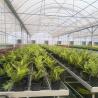Buy cheap Large Poly Tunnel Agricultural Multi-span PE Film Flower Custom Greenhouse from wholesalers
