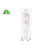 Buy cheap Life Size Medical Anatomical Human Skeleton Model 97 X 45.5 X 28cm from wholesalers