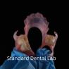 Buy cheap High Esthetics Dental TCS Valplast Flexible Partial Dentures Dental Lab pink shade from wholesalers