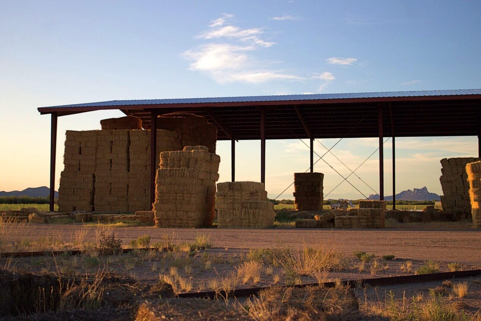 Light Steel Structure Dairy Farm Cow Shed With Q235/Q345B Grade And Easy Installation