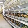Buy cheap 4 Tiers Battery Poultry Layer Chicken Cage Q235A H Frame Style Fully Auto from wholesalers