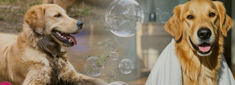 Newly Self-Service Dog Washing Machine with Shampoo Conditioner for Pet Parks Pet Store DIY Dog Wash