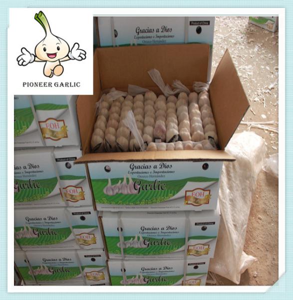 Buy cheap Chinese Garlic Fresh Garlic Red Garlic Hot Sales - Shandong Garlic 2016 Crop from wholesalers