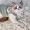 Buy cheap Fashion And Textile Joyful Style Pet Vests Clothing For Pets Quality Clothes For Pets from wholesalers