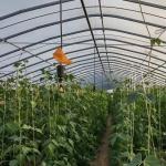 US 20/Piece Vegetable Greenhouse with Single-Span Agriculture Tunnel Plastic