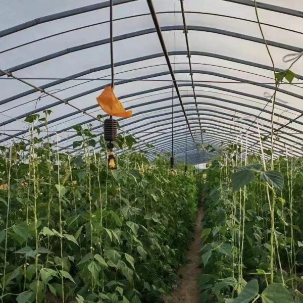 US 20/Piece Vegetable Greenhouse with Single-Span Agriculture Tunnel Plastic
