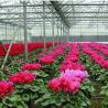 Buy cheap US Single-Arch Hydroponics Greenhouse for Pepper Production Package Gross Weight 2000.000kg from wholesalers