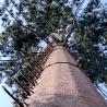 Buy cheap ChangTong Wind Resistant 80m Mobile Cell Tower from wholesalers