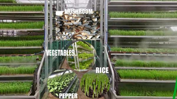 Buy cheap Upward Circulating Rice Seedlings Cultivating Machine For 20 Acres Transplanting from wholesalers